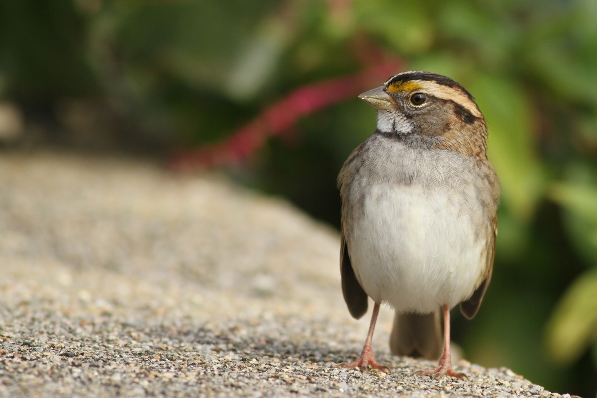 White-throated Sparrow - Evan Lipton