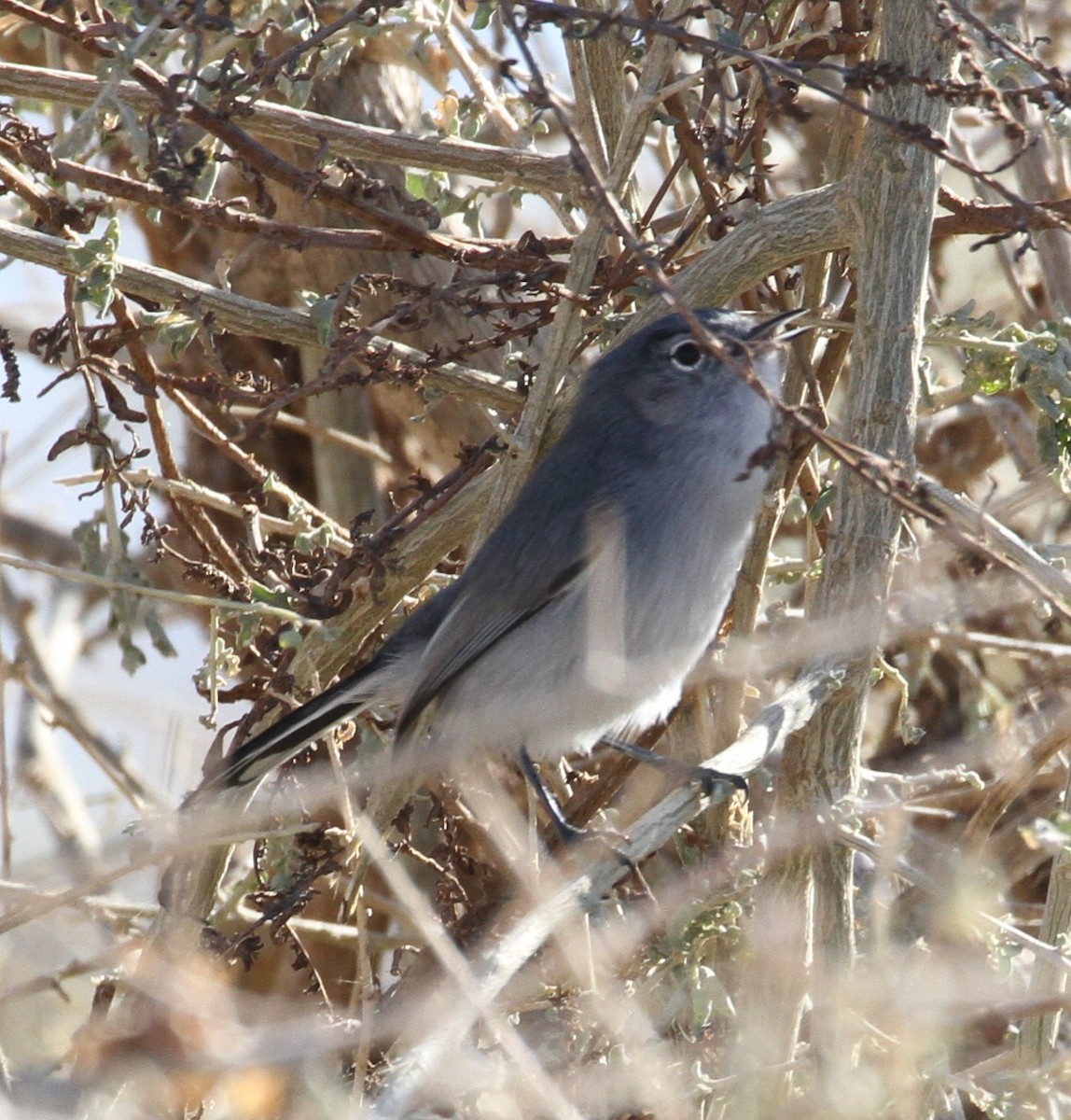 Black-tailed Gnatcatcher - Don Coons