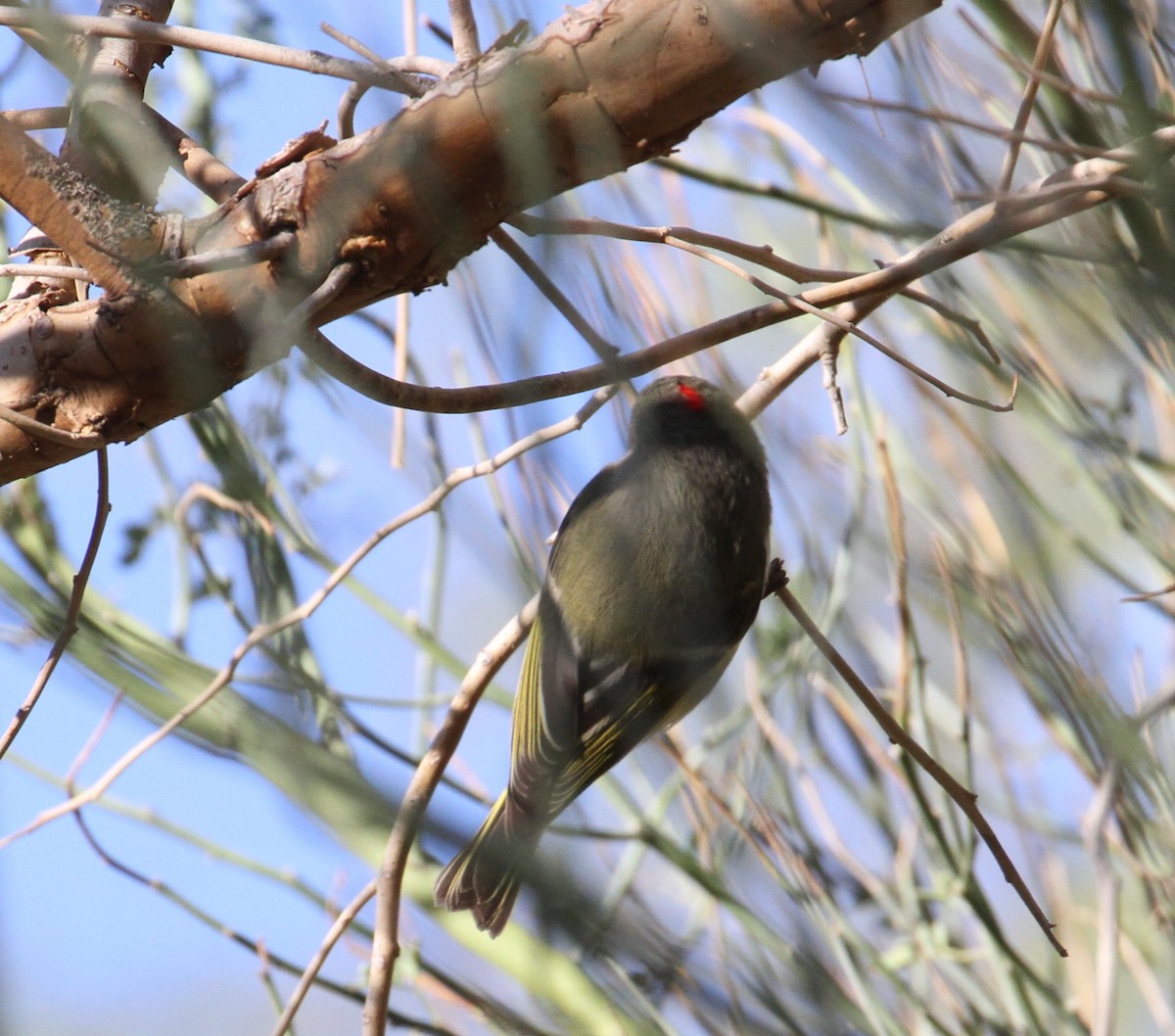 Ruby-crowned Kinglet - Don Coons