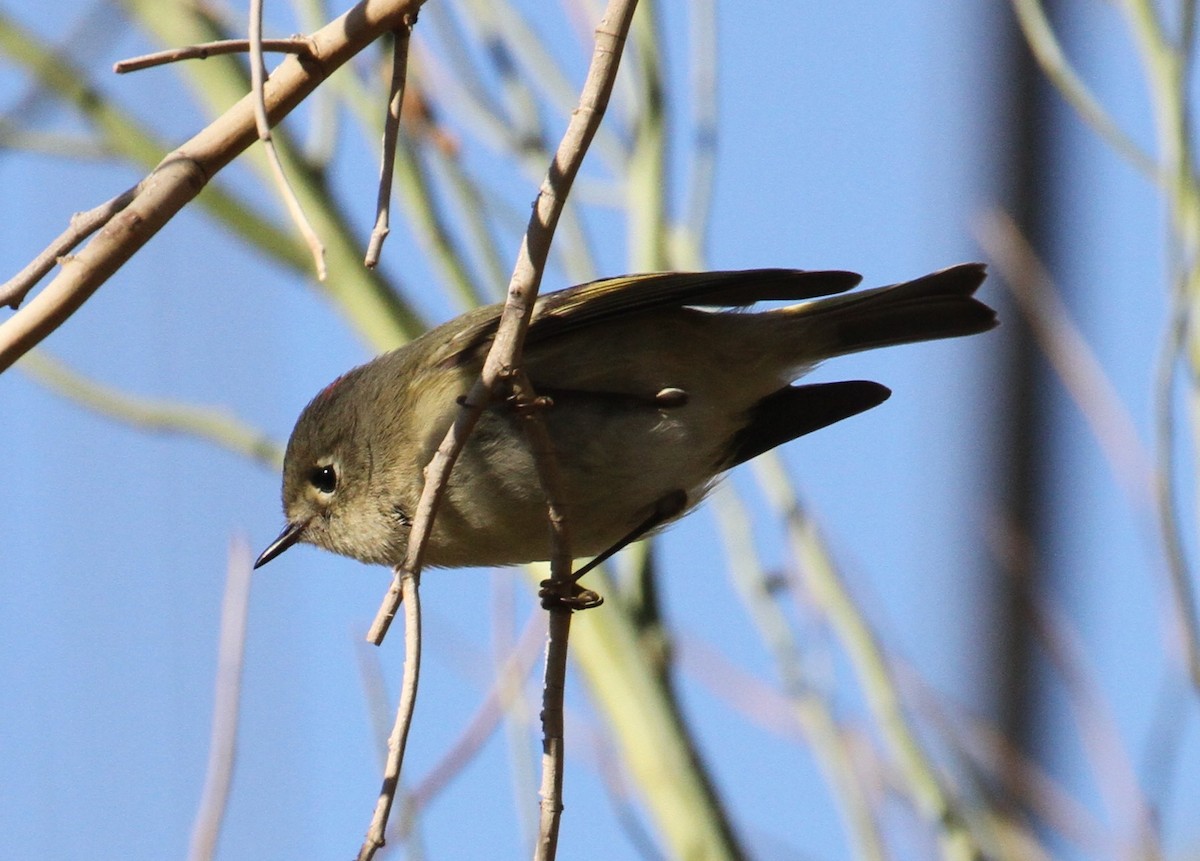 Ruby-crowned Kinglet - Don Coons