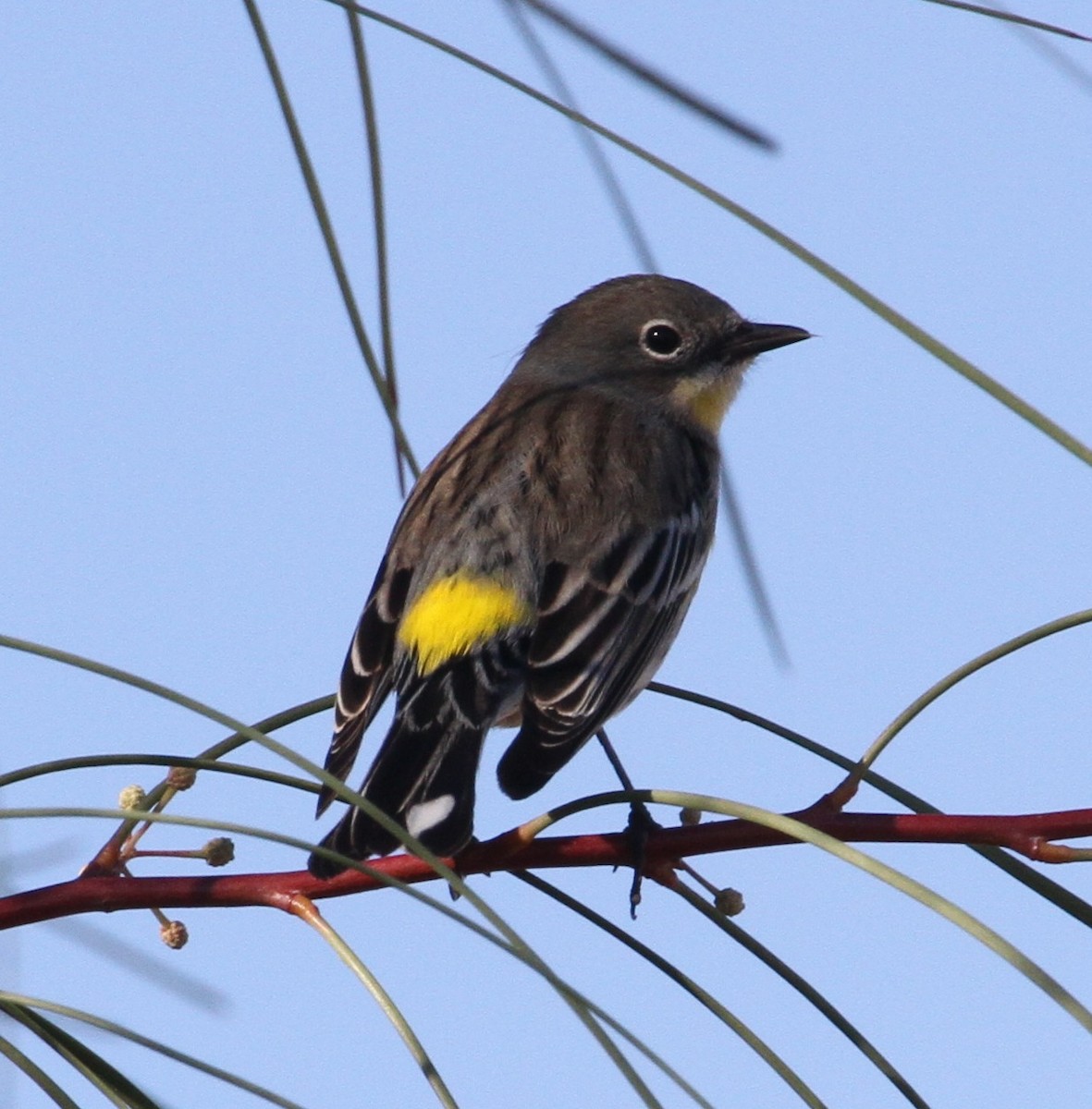 Yellow-rumped Warbler - Don Coons