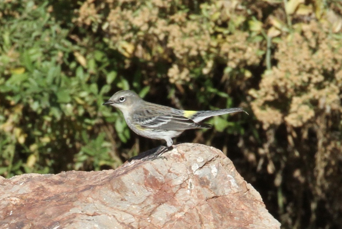 Yellow-rumped Warbler - Don Coons