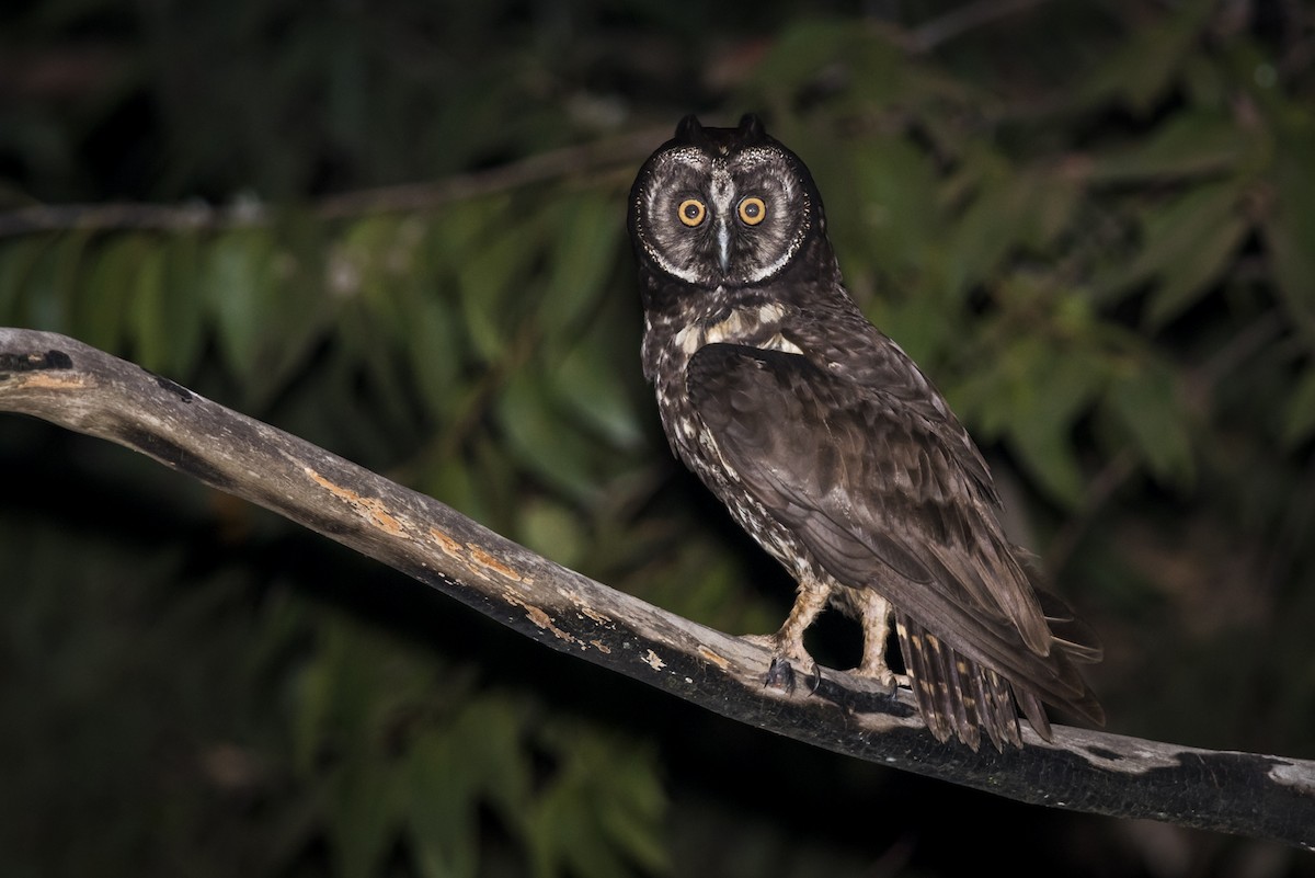 Stygian Owl - Claudia Brasileiro