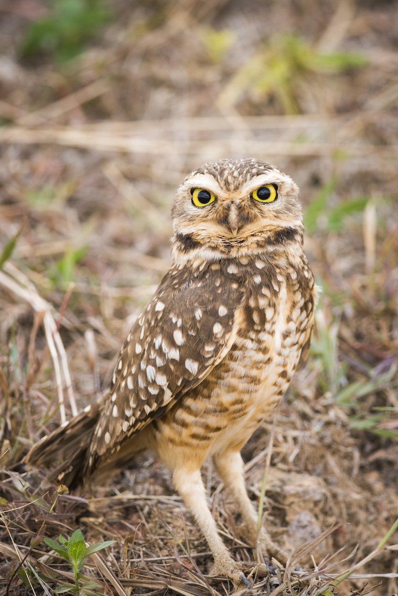 Burrowing Owl - ML123400821