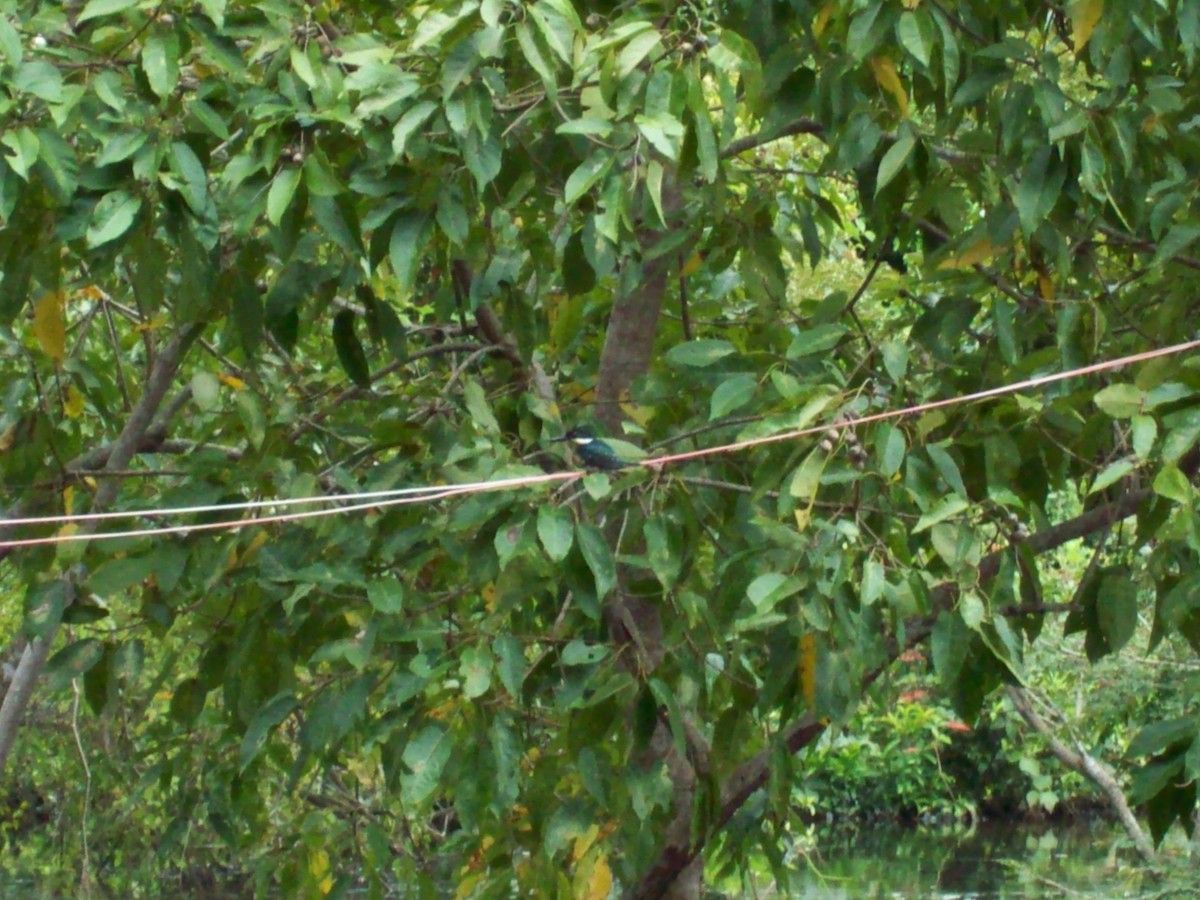 Green Kingfisher - ML123400891