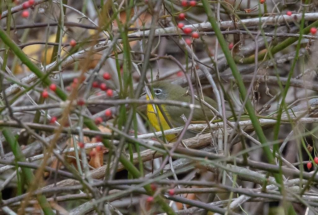 Yellow-breasted Chat - Richard Stern