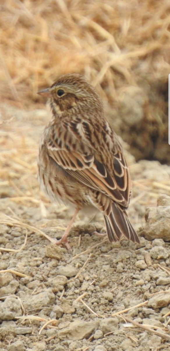 Savannah Sparrow - Bill Pelletier