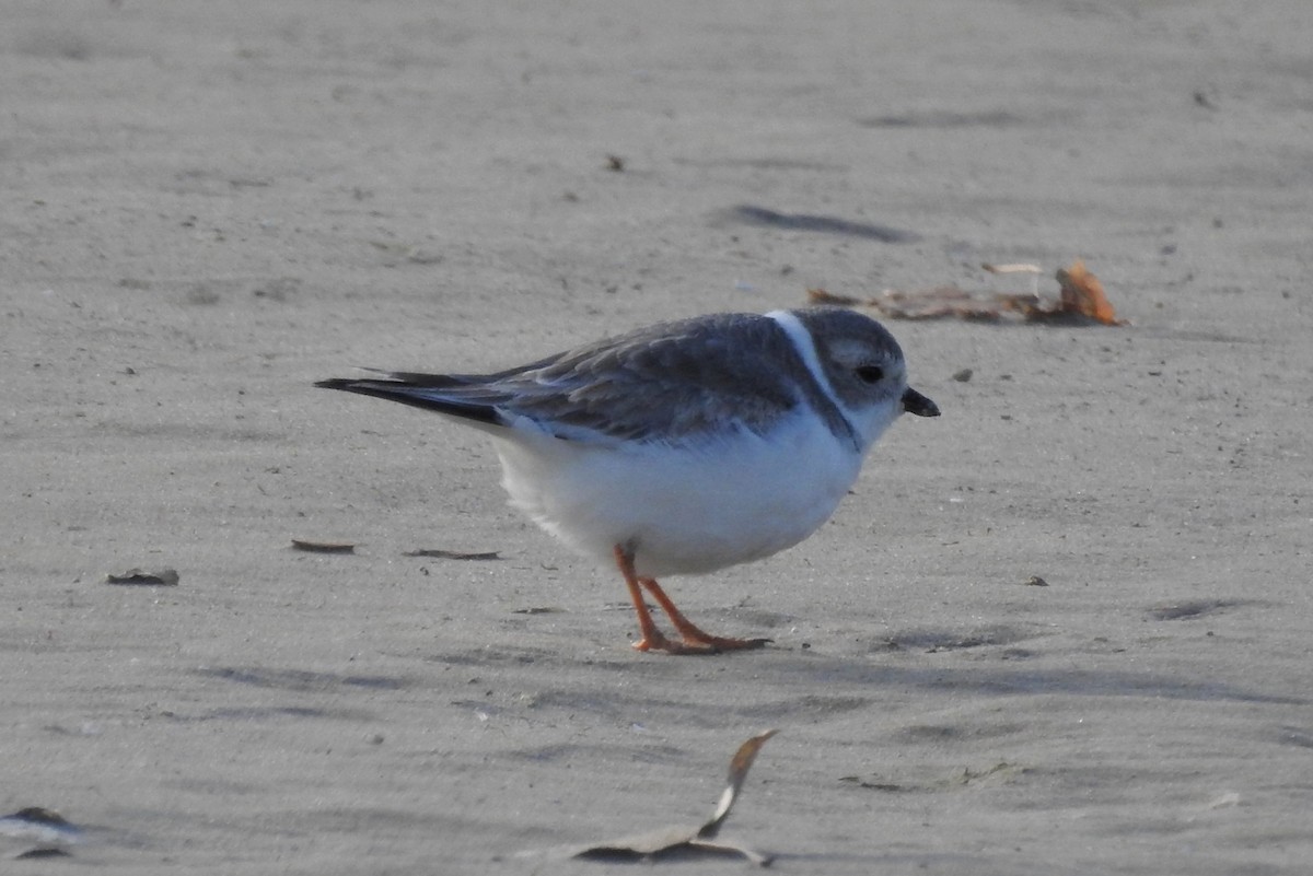 Piping Plover - Terry Walsh