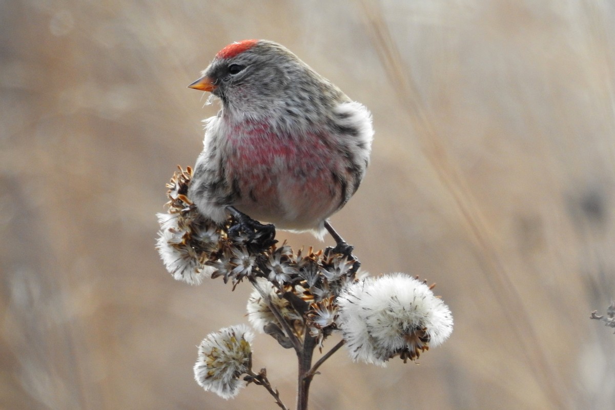 Common Redpoll - Terry Walsh