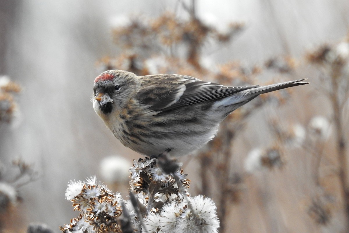 Common Redpoll - Terry Walsh