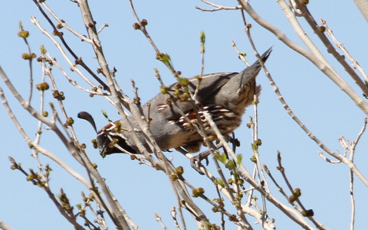 Gambel's Quail - Don Coons