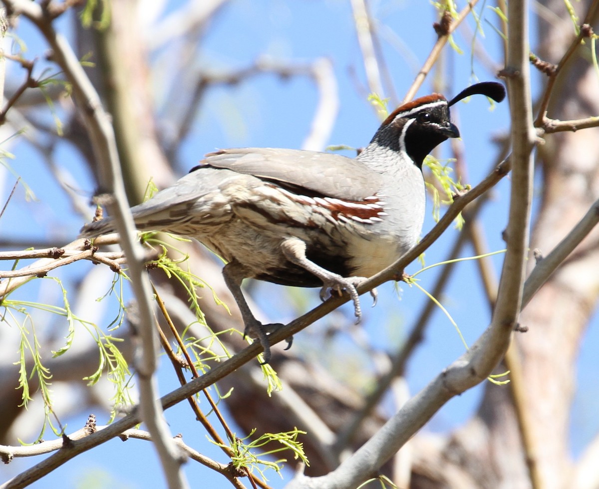 Gambel's Quail - Don Coons