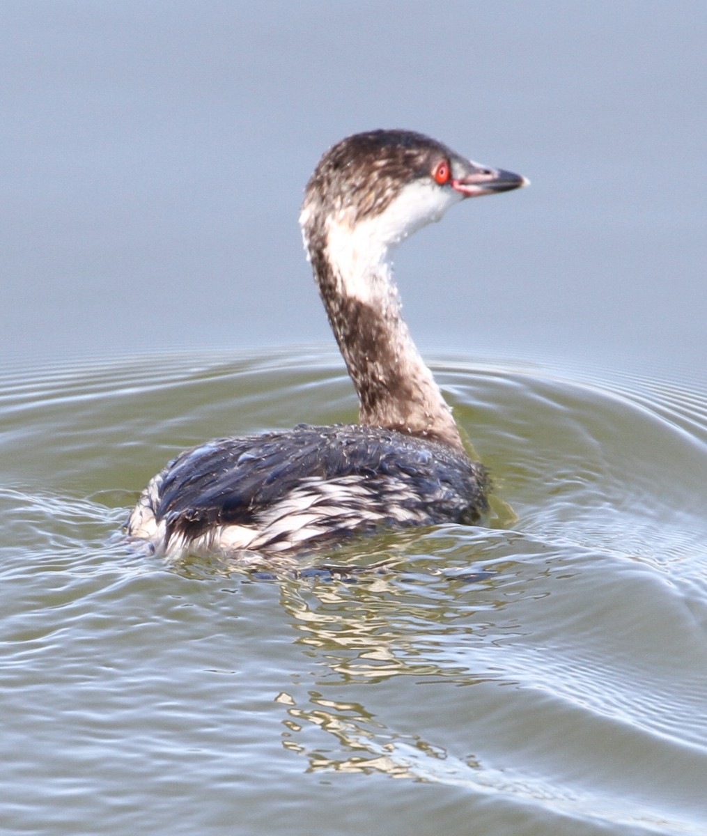 Horned Grebe - Don Coons