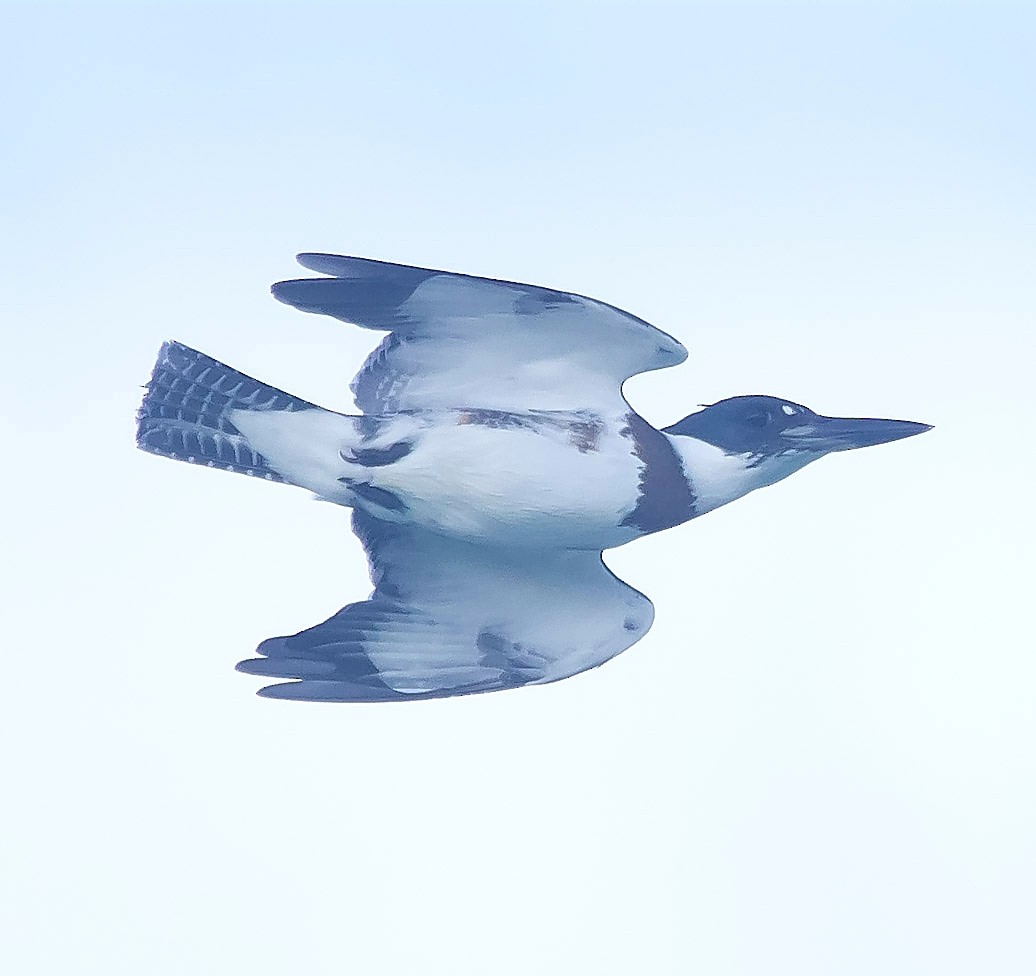 Belted Kingfisher - Isaias Morataya