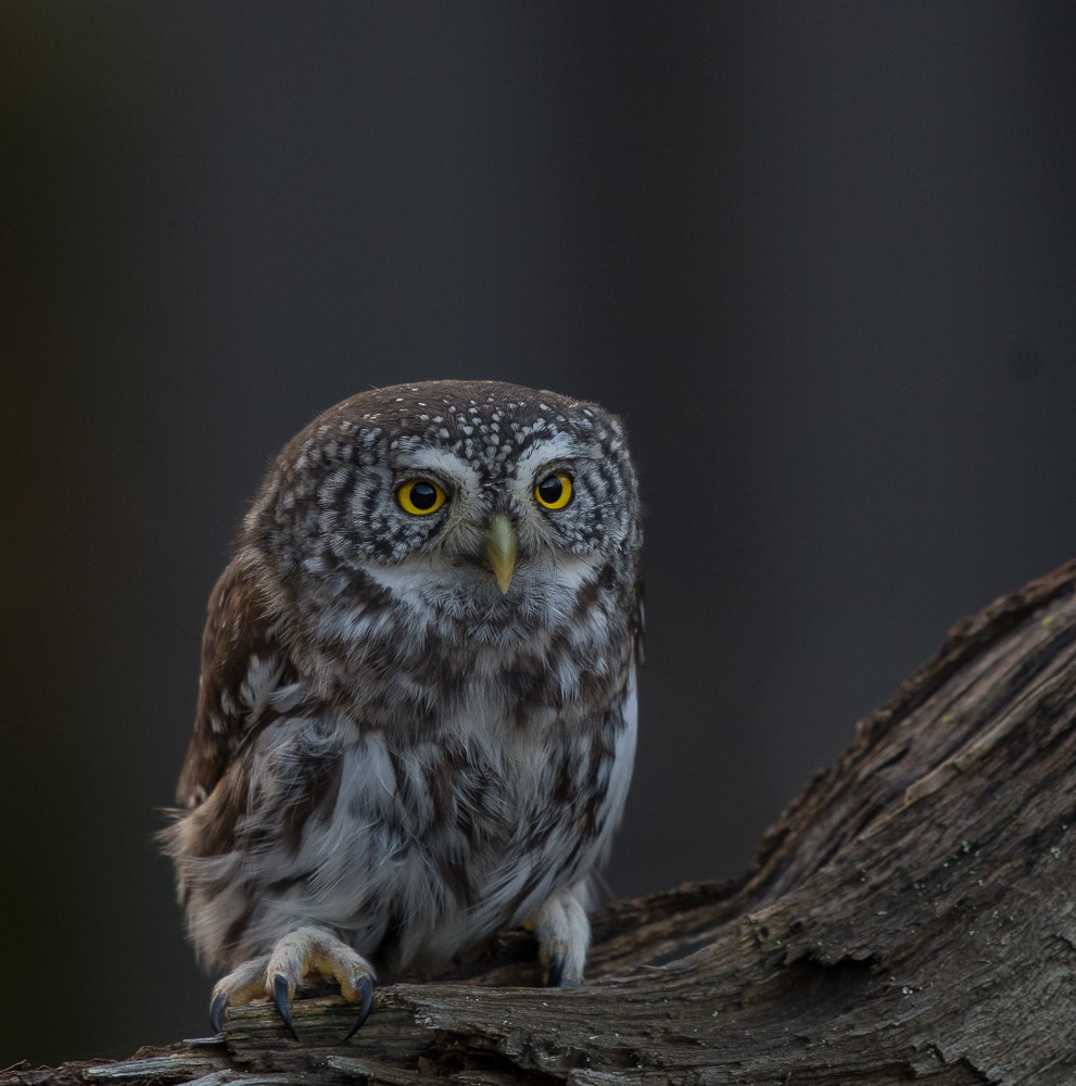 Eurasian Pygmy-Owl - ML123410261