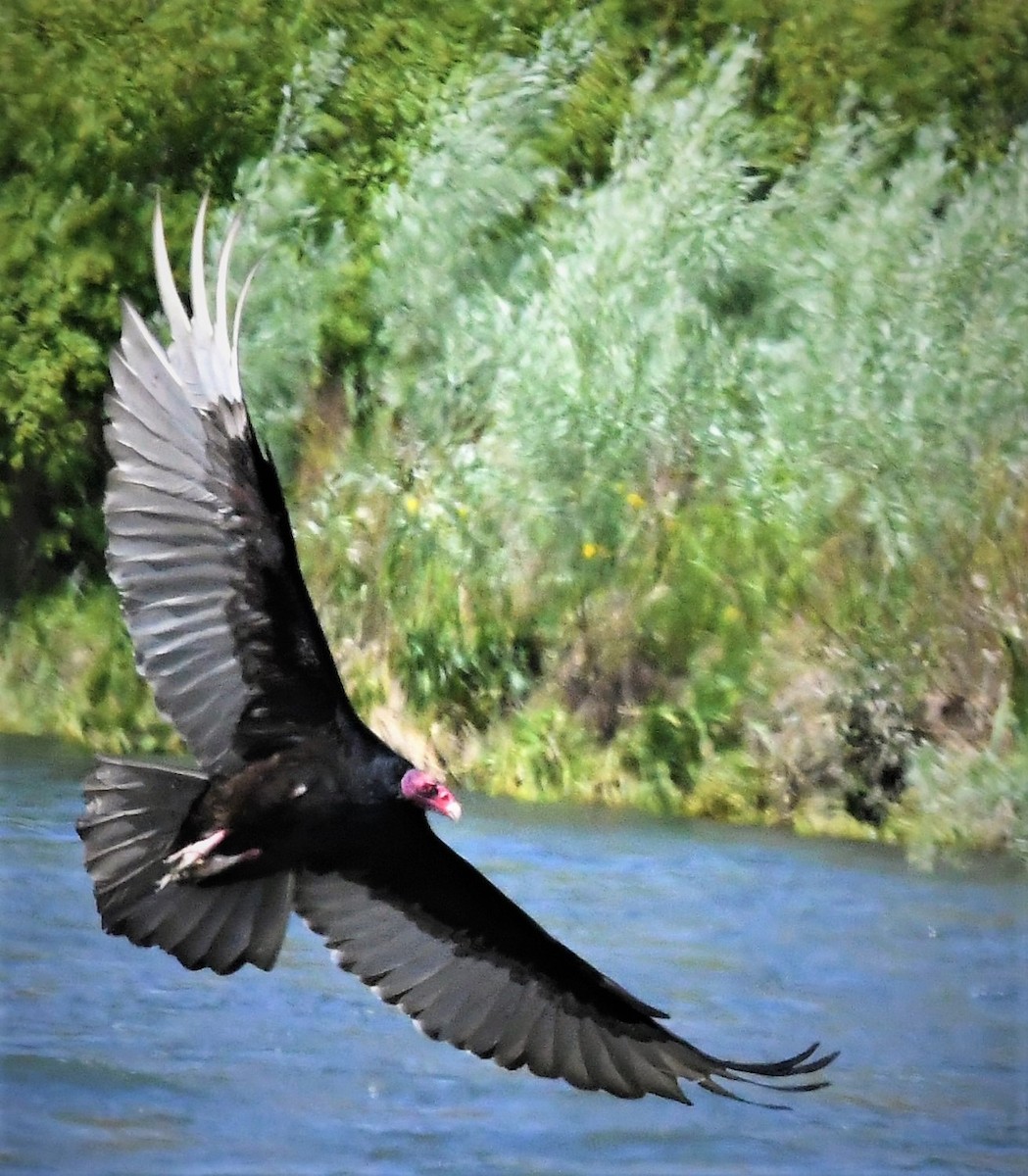Turkey Vulture - Michael Wooten