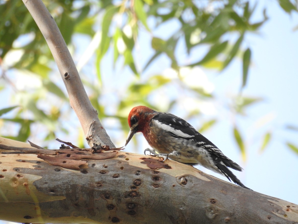 Red-naped/Red-breasted Sapsucker - Chuck Schussman