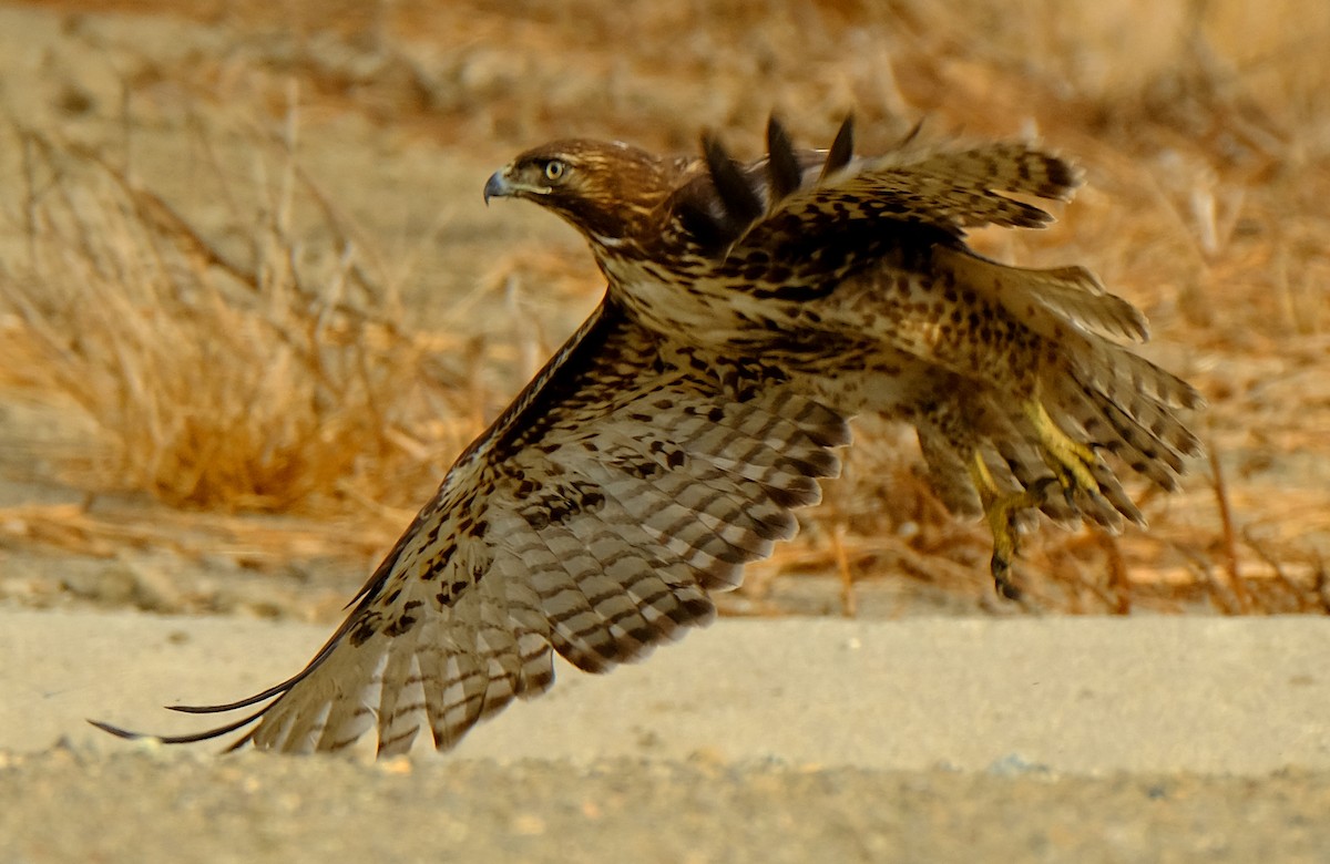 Red-tailed Hawk - David Zittin