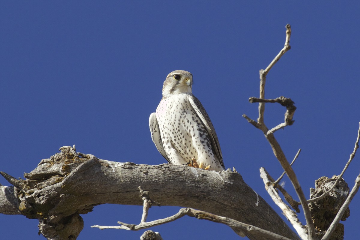Prairie Falcon - Alison Hiers