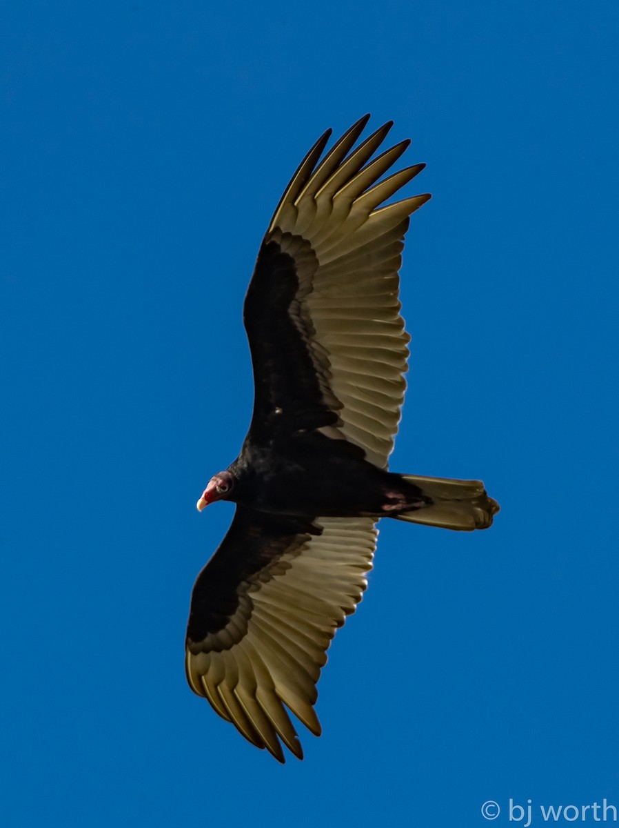 Turkey Vulture - bj worth
