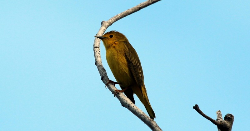 Yellow Warbler (Northern) - Rolando Chávez