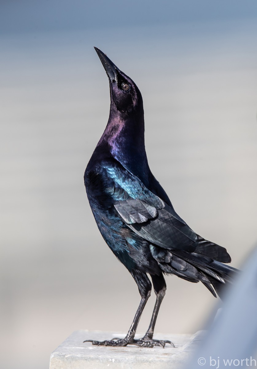 Boat-tailed Grackle - ML123418671