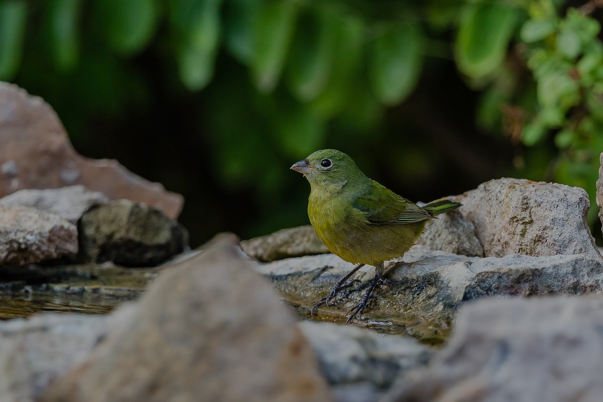 Painted Bunting - ML123419631