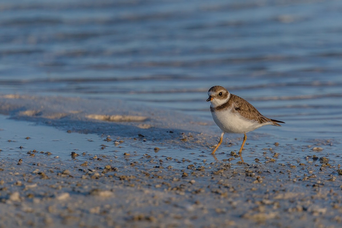 Semipalmated Plover - ML123421121