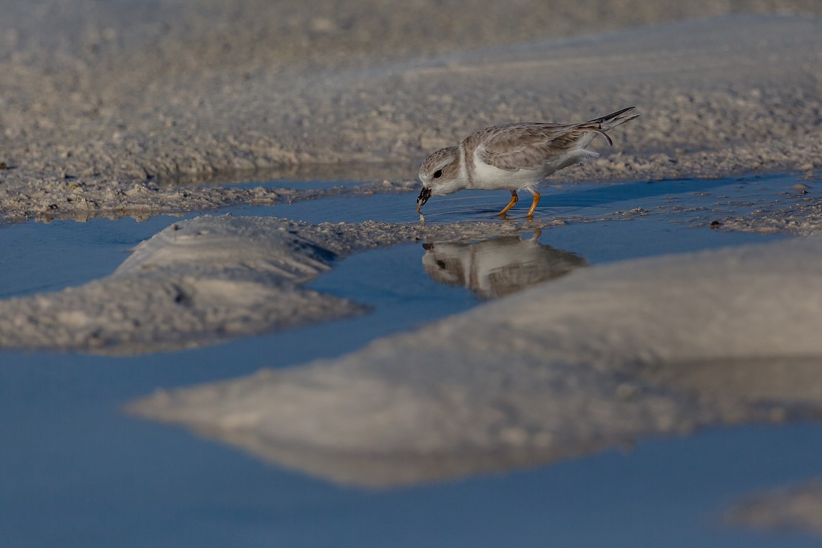 Piping Plover - ML123421301