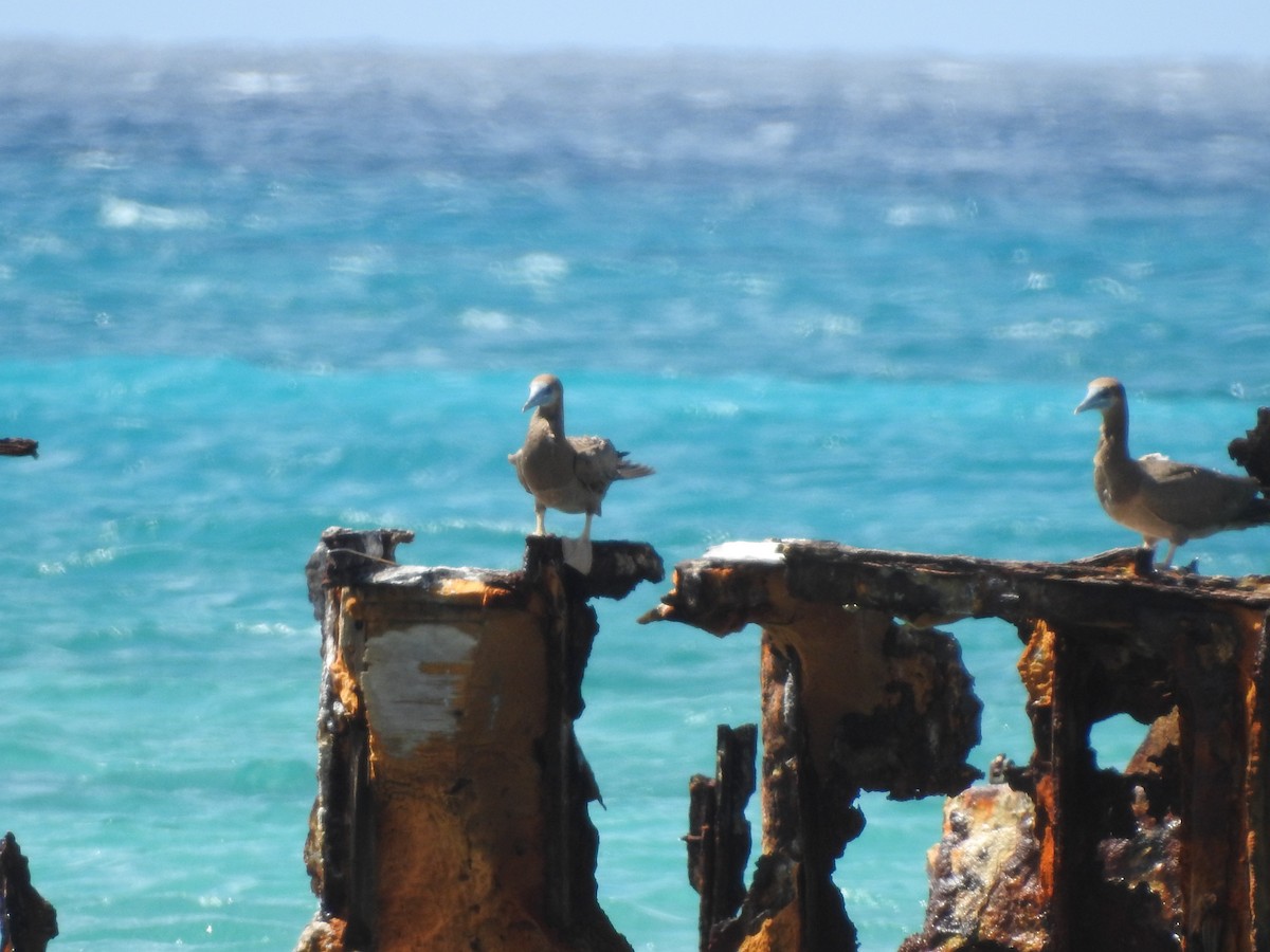 Brown Booby - ML123427561