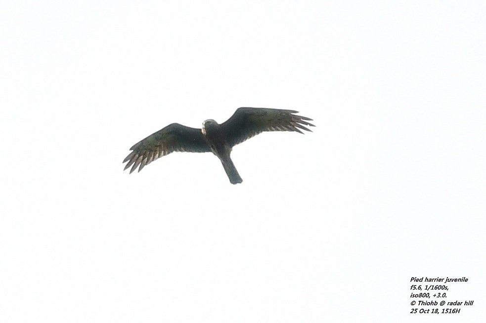 Pied Harrier - Anonymous