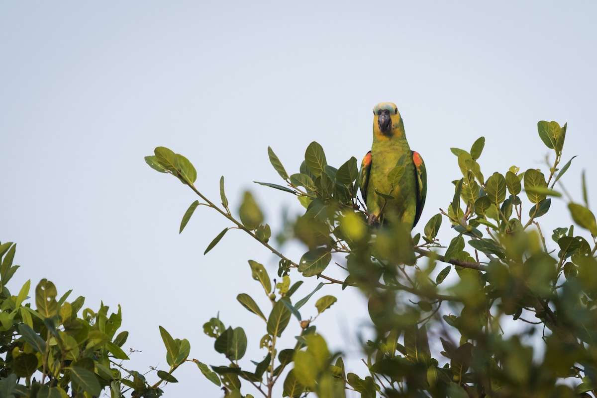 Turquoise-fronted Parrot - Claudia Brasileiro