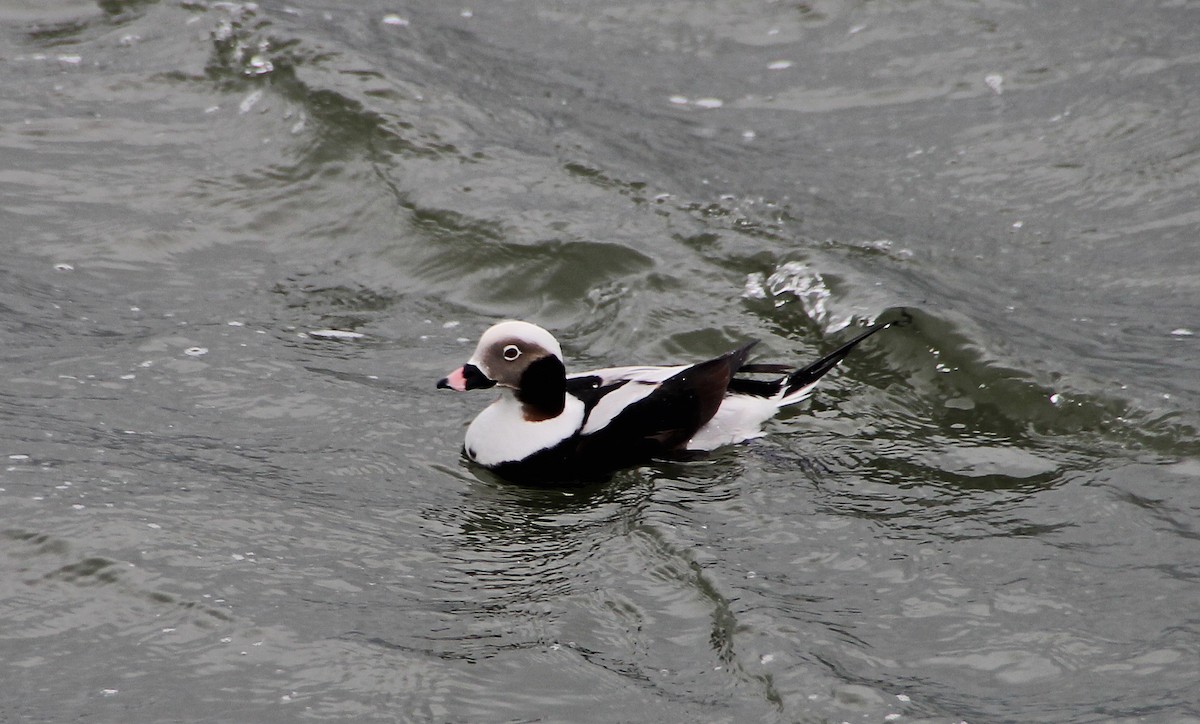 Long-tailed Duck - ML123434841
