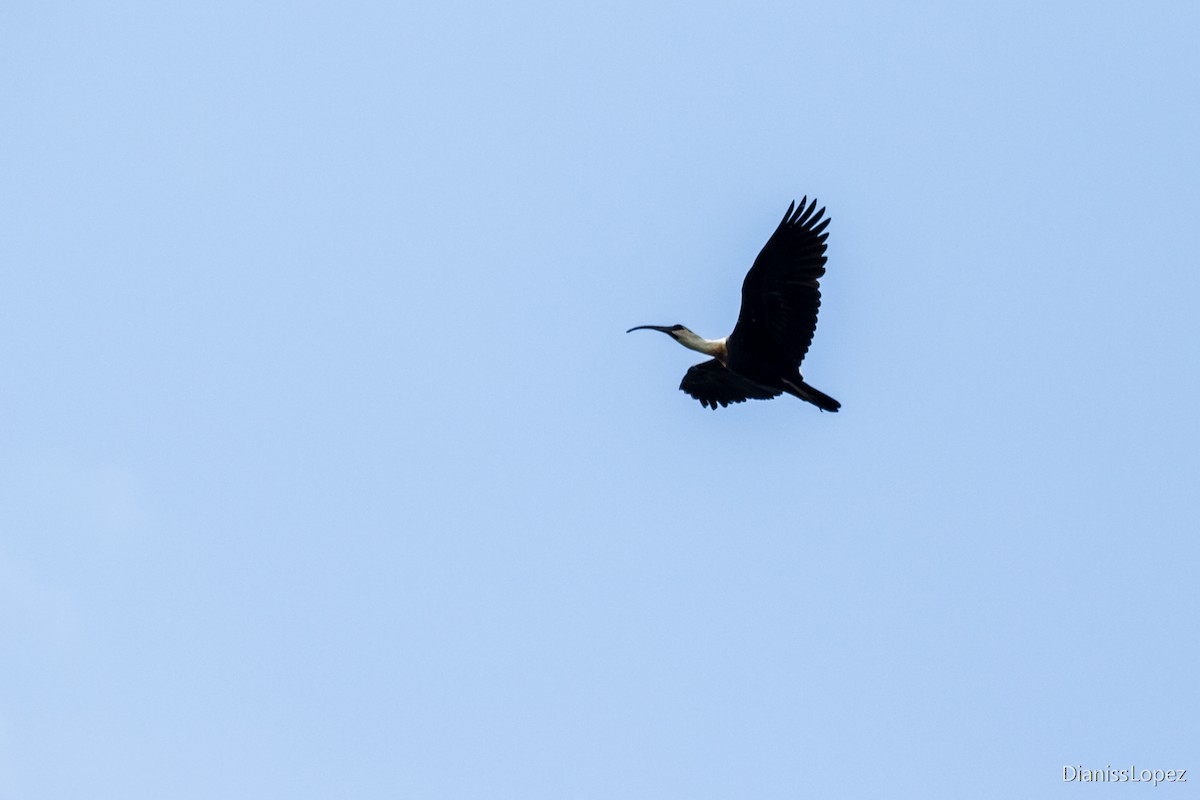 ibis bělokřídlý - ML123435581