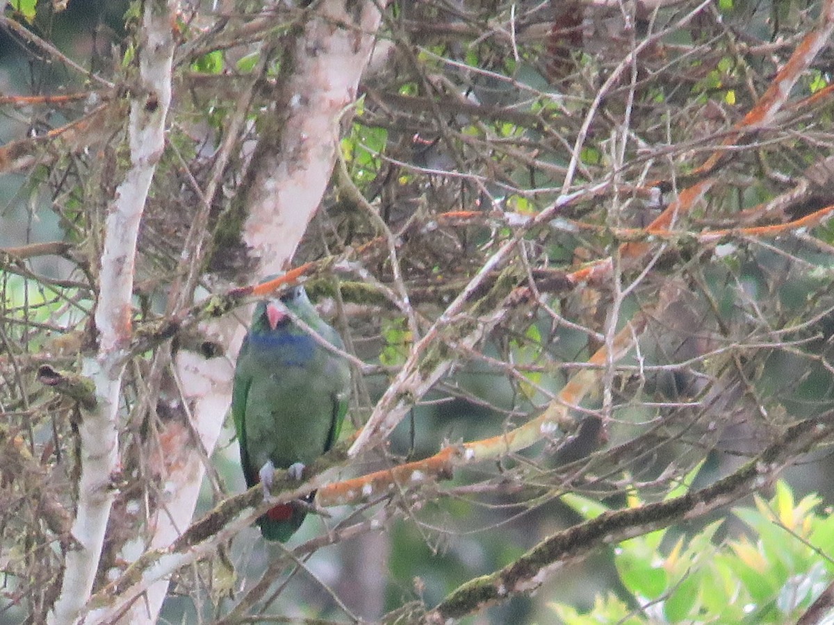 Red-billed Parrot - ML123437021