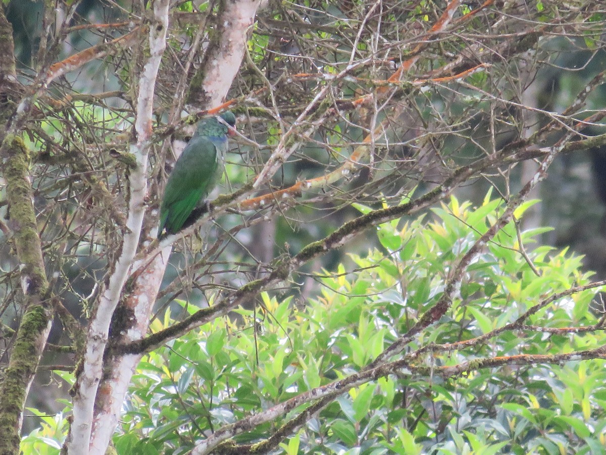 Red-billed Parrot - ML123437031