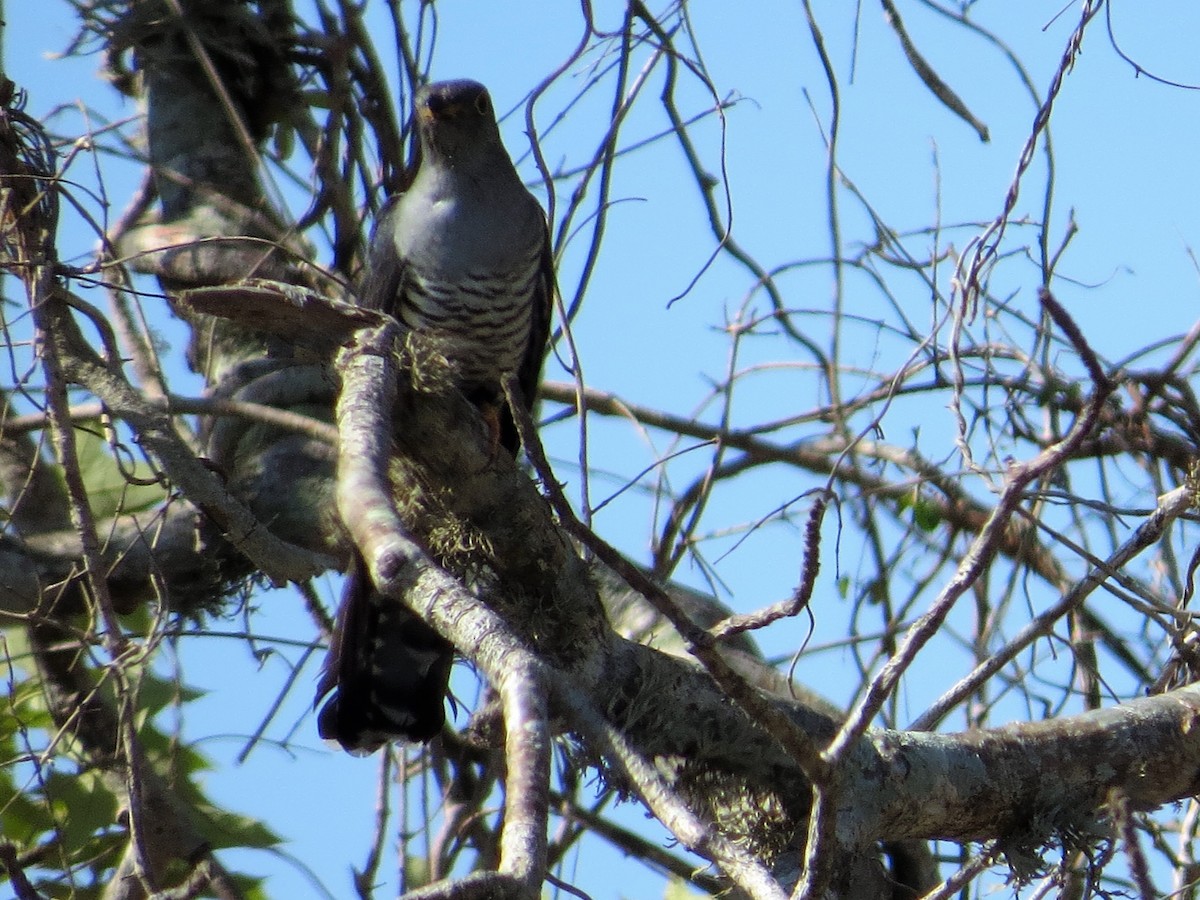Madagascar Cuckoo - Todd Pepper