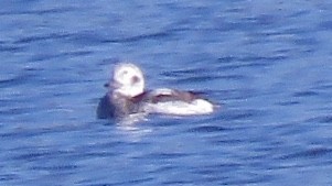 Long-tailed Duck - ML123438601