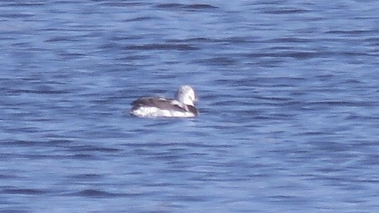 Long-tailed Duck - ML123438611