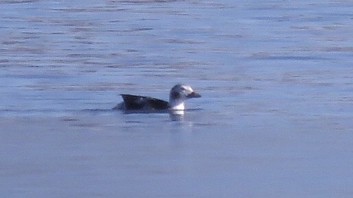 Long-tailed Duck - ML123438621