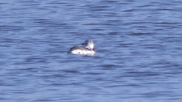 Long-tailed Duck - ML123438631