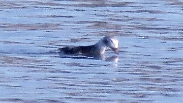 Long-tailed Duck - ML123438641