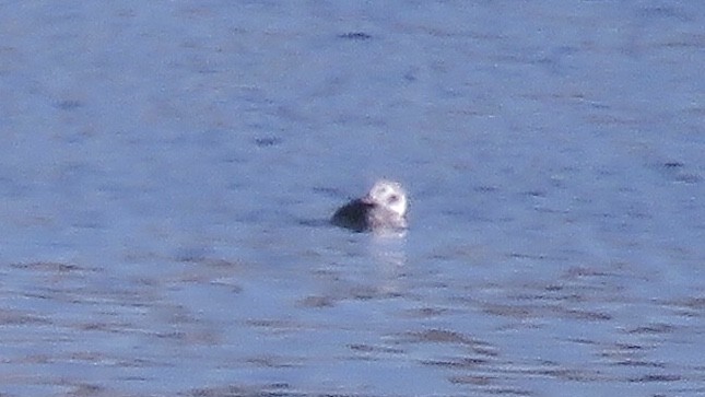 Long-tailed Duck - ML123438651