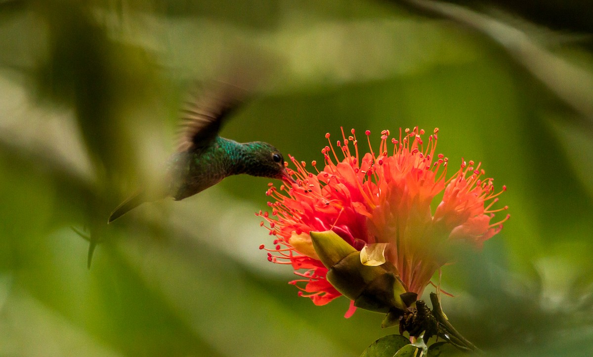 Rufous-tailed Hummingbird - David Monroy Rengifo