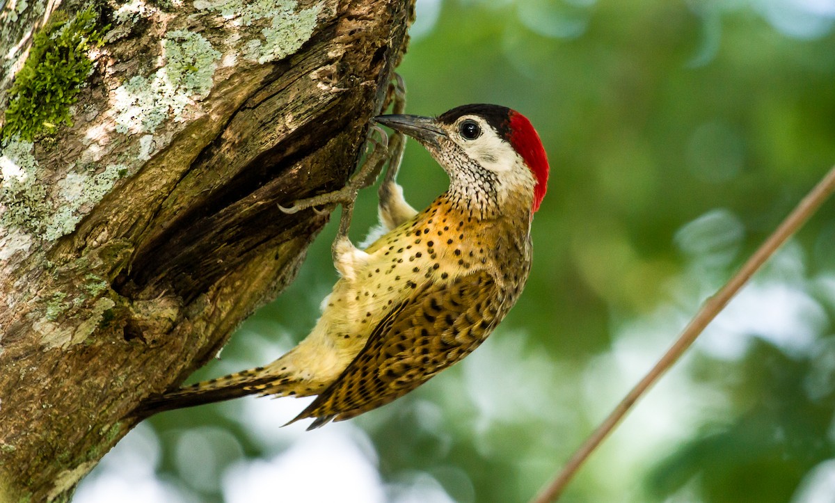 Spot-breasted Woodpecker - ML123443101
