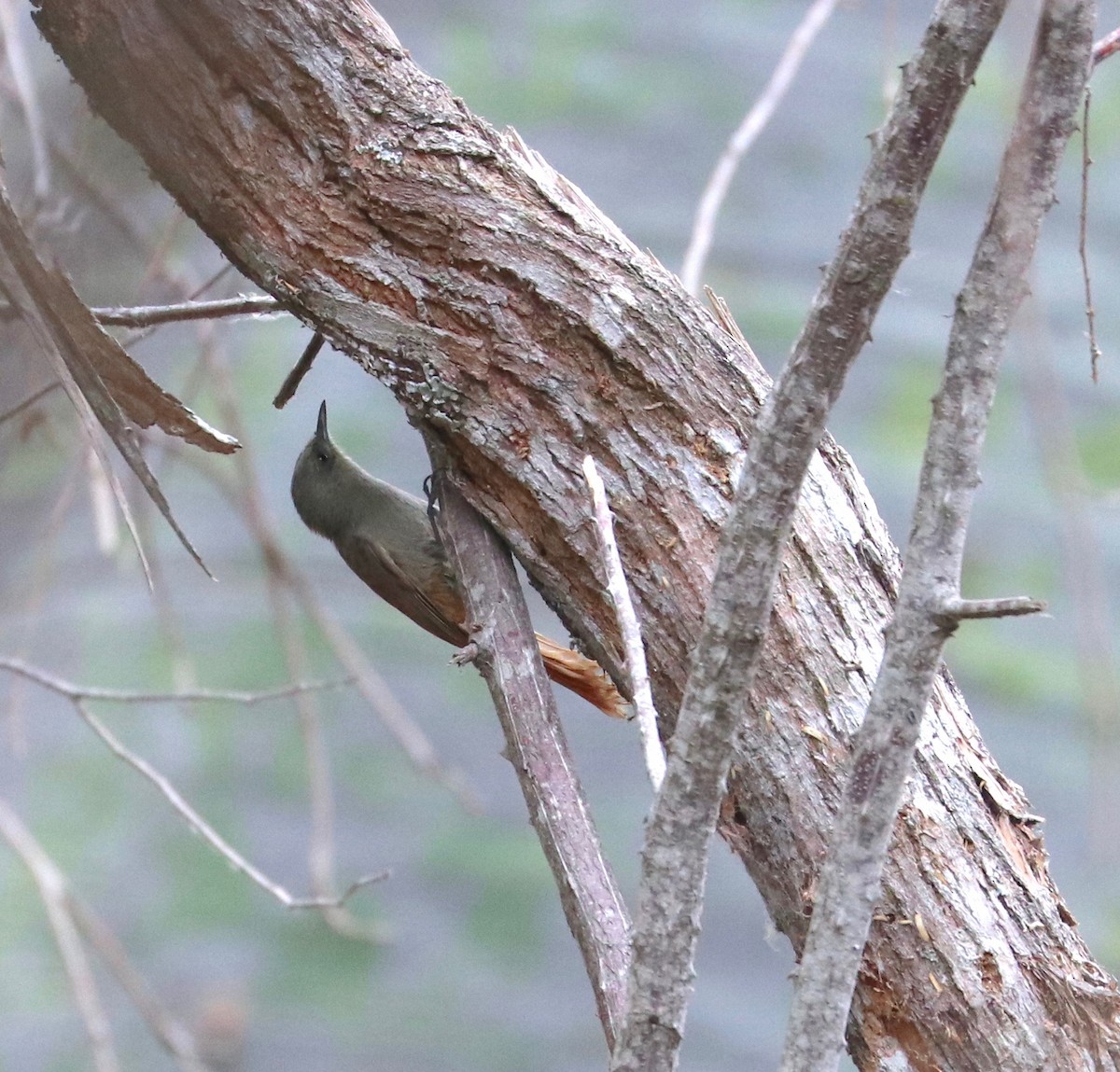 Olivaceous Woodcreeper - Karl Overman