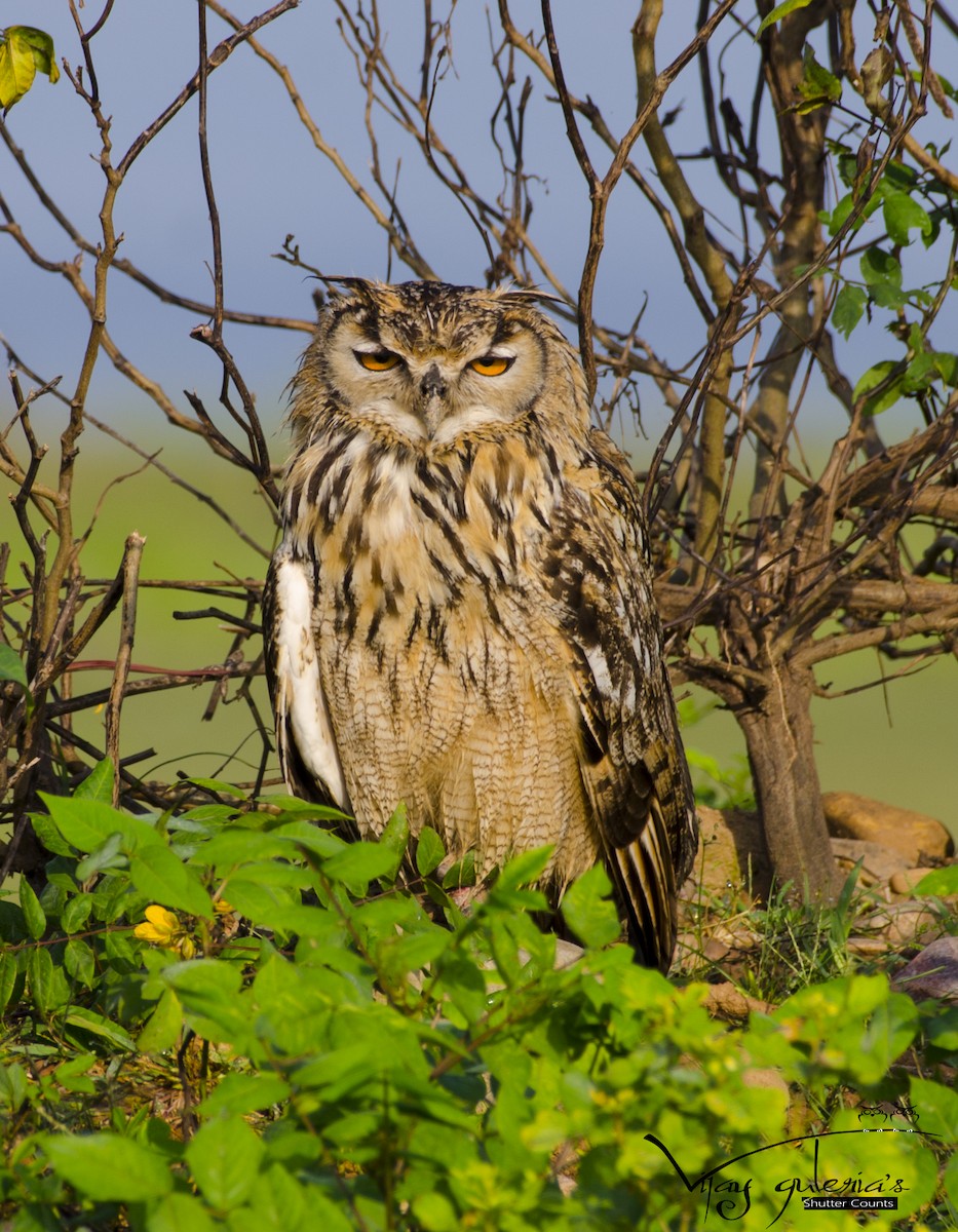 Rock Eagle-Owl - vijay kumar