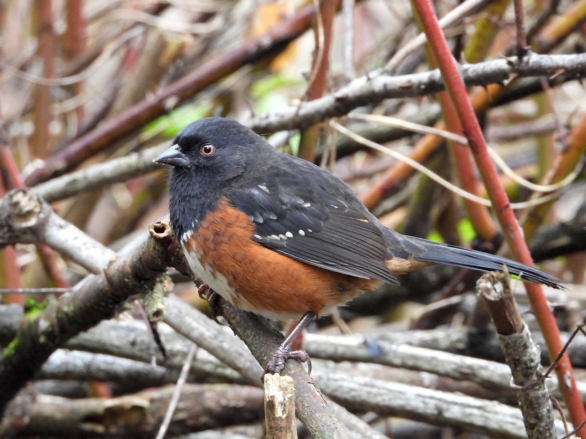 Spotted Towhee - ML123452561