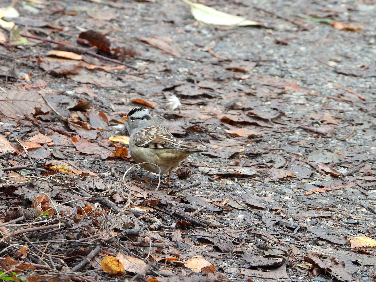 White-crowned Sparrow - ML123452631