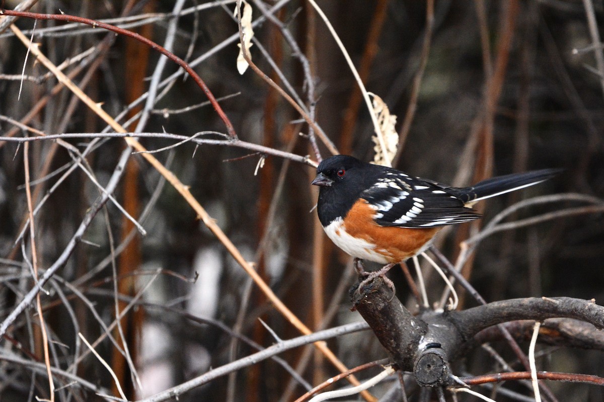 Spotted Towhee - Mark  Ludwick